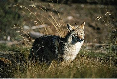 Steam喜加二！免费领取《战锤40K: 格雷迪厄斯》和《Hue》